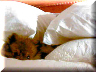 Bedtime