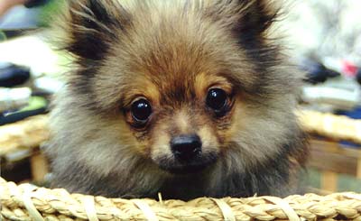 The Port-a-Pup