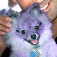 lavendar.jpg - 9595 Bytes