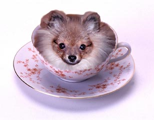 teacuppom.jpg - 11352 Bytes