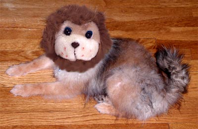 toypom.jpg - 22491 Bytes
